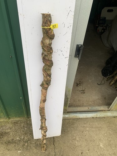 Seasoned birch twisty twistie - seasoned,