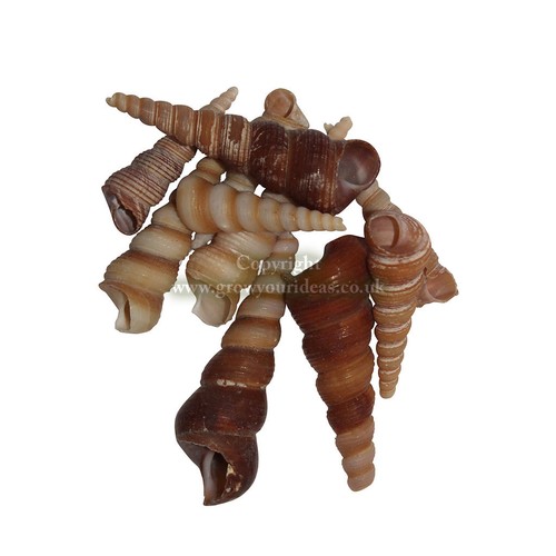 6cm screw shell sea - x,