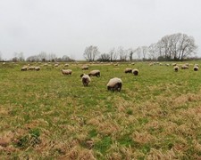 Photo 6x4 Grazing sheep near