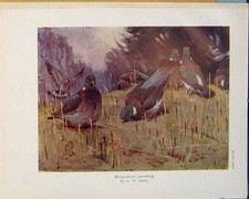 Original Old Antique Print