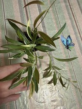 Hoya Tsangii 'Albomarginata'