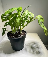 Monstera Adansonii | 12cm Pot | Tropical Plant | Indoor Plants | Exotic
