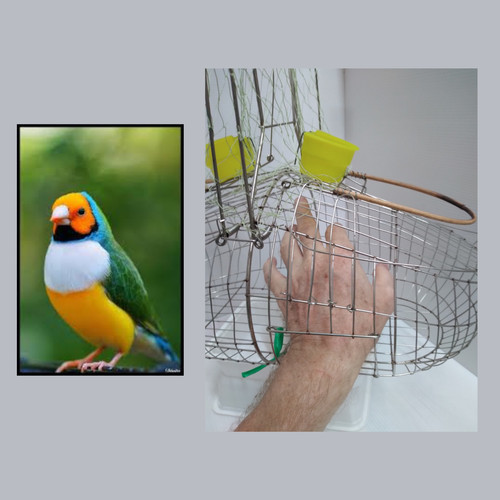 Canary finch steel double - canary,