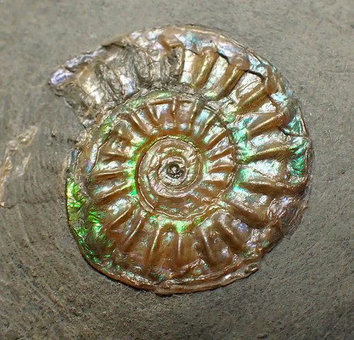 Juvenile iridescent caloceras - juvenile,