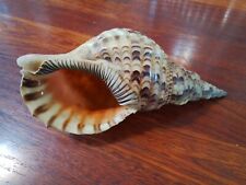 Vintage Charonia Tritonis Trumpet Shell 26cm