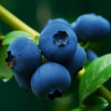 200+ EUROPEAN BLUEBERRY SEEDS