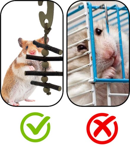 Pack hamster small pet - pack,
