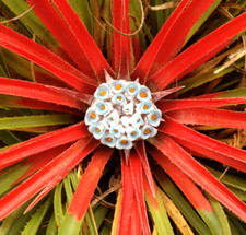 Fascicularia bicolor.  Hardy terrestrial bromeliad supplied in a 9cm pot.