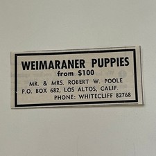 Weimaraner Puppies Mr & Mrs