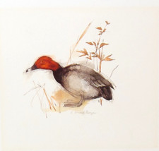 Wildlife Duck Print Mads Stage Colour Illustration Common Pochard Denmark