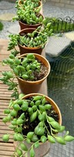 Senecio Rowleyanus String Of Pearls /beads Rooted Starter house plant succulent 
