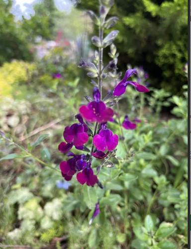 Salvia nachtvlinder plug - 3,