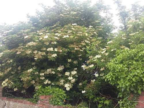 Elderflower berry hardy - elderflower/berry,