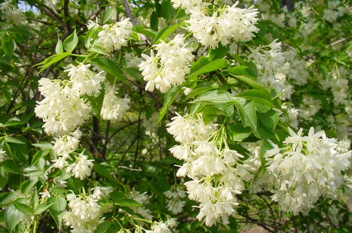 Bladdernut staphylea - bladdernut,,