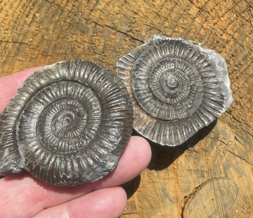 Dactylioceras ammonite fossil - ammonite,