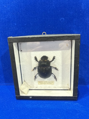 Vintage mounted framed giant - mounted,