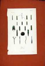 Original Old Antique Print