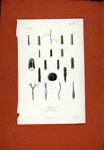 Original old antique print - old,