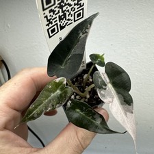 Alocasia Bambino Pink