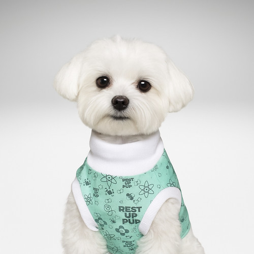 Maltese dog surgery - dog, |