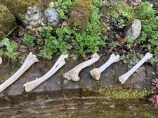 Real Animal Bones Mixed Leg Bone Pick Mix PYO x 4 Legs Tibia Humerus Ulna Radius