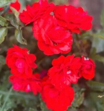 'Trumpeter' Potted Standard