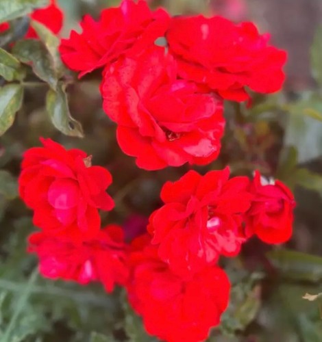Trumpeter potted standard - 'trumpeter',