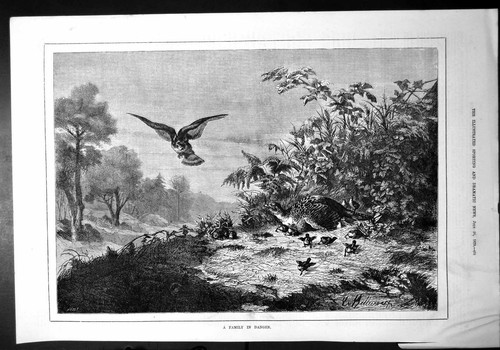 Old family danger game bird - family,