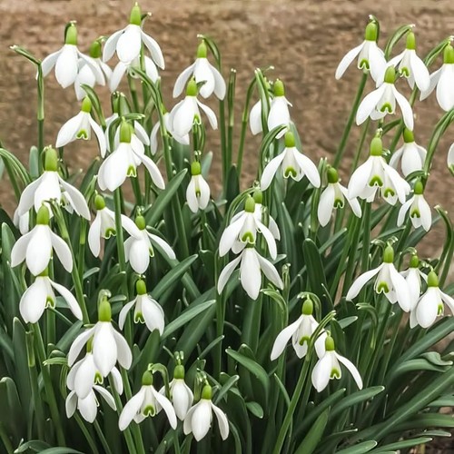 Snowdrop galanthus nivalis - snowdrop,