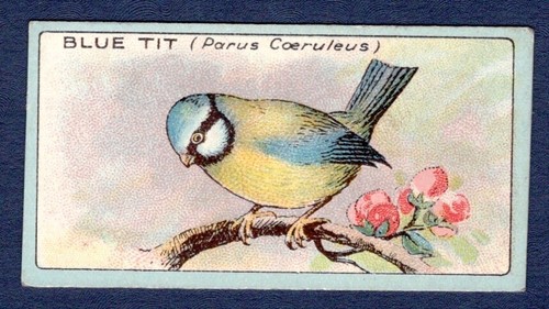 Blue tit original - -, 1922