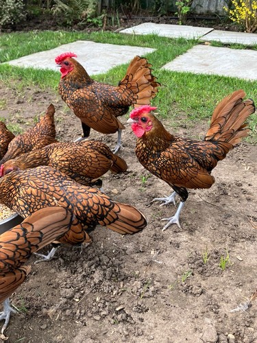 Gold sebright bantam eggs - bantam,