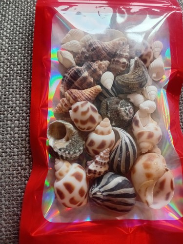 Shells for hermit - , crabs