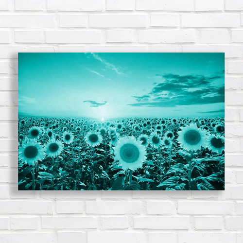 Captivating sunflower field - captivating,