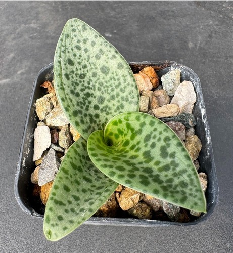Drimiopsis botryoides giant - botryoides,