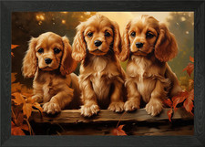 American Cocker Spaniel pu