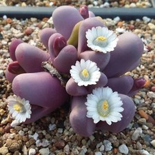 10x Lithops Optica cv Rubra, Living Stones 10 seeds, Rare Succulent seed