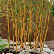Bamboo Plant, Yellow Groove Variety, Zigzag Stems, Hardy, 80?100cm, 3L Pot