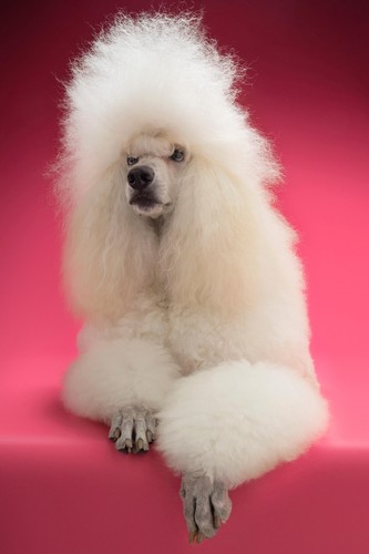 Fluffy white standard poodle - fluffy,