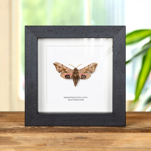 Eyed hawk moth box frame - in,