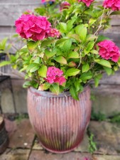 HYDRANGEA IN VINTAGE DOLLY  WASHING TUB.
