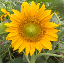 Sunflower Sunspot Gold dwarf 160 seeds +4" FREE REUSABLE PLANT LABEL