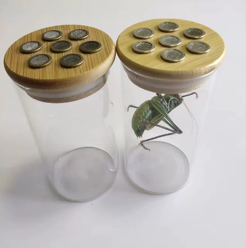 Insect arboreal enclosure - arboreal,