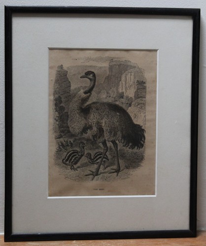 Antique bird engraving print - engraving,