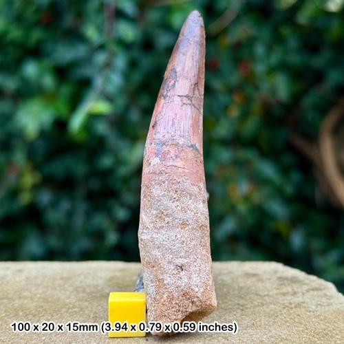 Spinosaurus tooth fossil - spinosaurus,