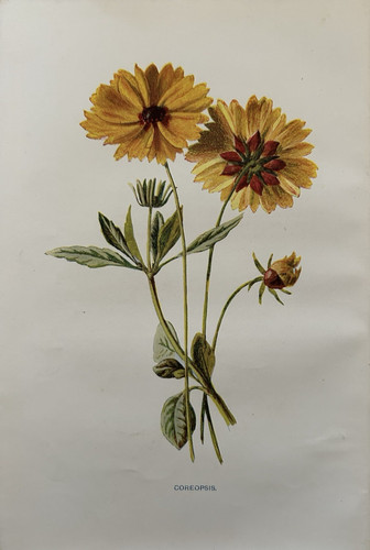 Antique print coreopsis c1910 - print,