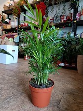 Chamaedorea elegans parlour - elegans, 'parlour
