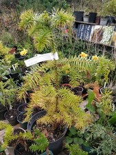 Chinese Fir/Cunninghamia