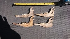 Real  Jawbones, Skulls, Bones
