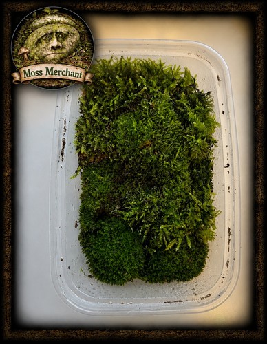 Large live moss mix - mix, tub