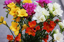 Freesia mixed single - freesia,